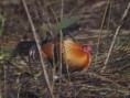 /album/some-overseas-trips/red-junglefowl-corbett-jpg/